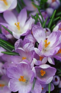 flower images